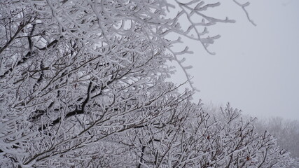 Snow-covered winter trees in Mt. Ilwol, Korea