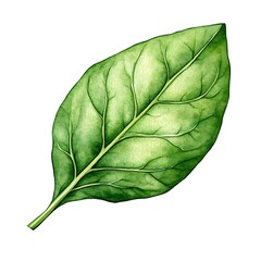 Watercolor painting of a single spinach leaf, isolated on white background.