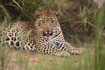 Leopard is laying in the grass, looking at the camera. Fauna of South Africa. The scene is peaceful and serene, with the leopard being the main focus of the image.