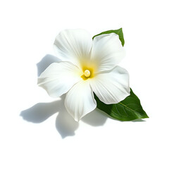 Arabian Jasmine in isolate white background in Realistic Style