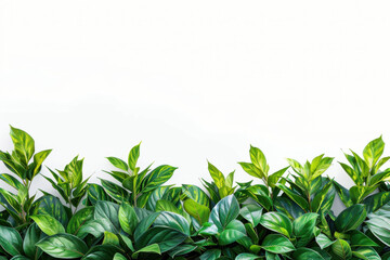 Obraz premium Green flat lay tropical palm leaf branches on white background. Room for text, copy