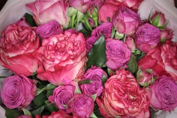 Pink roses. A beautiful bouquet of roses on a dark background. Large flower buds. Delicate petals. A bush rose. Smell. Textured natural background. March 8th. Holiday. Aromatherapy 