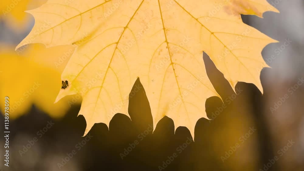 Poster a leaf is hanging from a tree branch. leaf is yellow and has brown spots. autumn background
