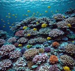 Vibrant coral reef teeming with colorful fish in a clear underwater environment.