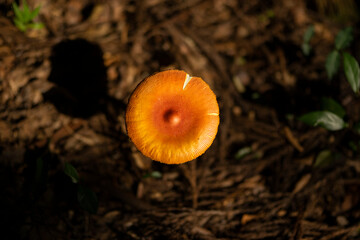 森の中で生えていたタマゴタケ