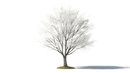 wood twigs on isolated transparent background