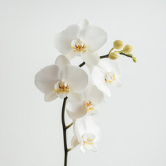 White Orchid Bloom: Minimalist Botanical Photography