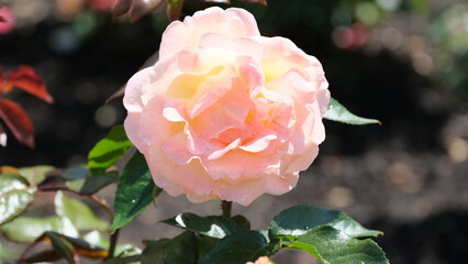 White flowers in garden