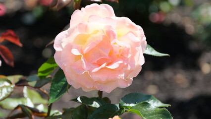 White flowers in garden