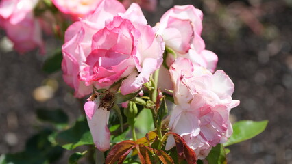 Flowers in garden