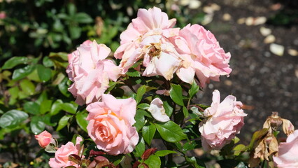Flowers in garden