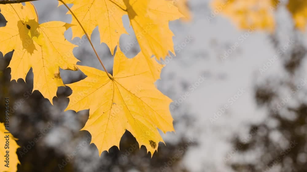 Poster a leaf is hanging from a tree branch. leaf is yellow and has brown spots. autumn background