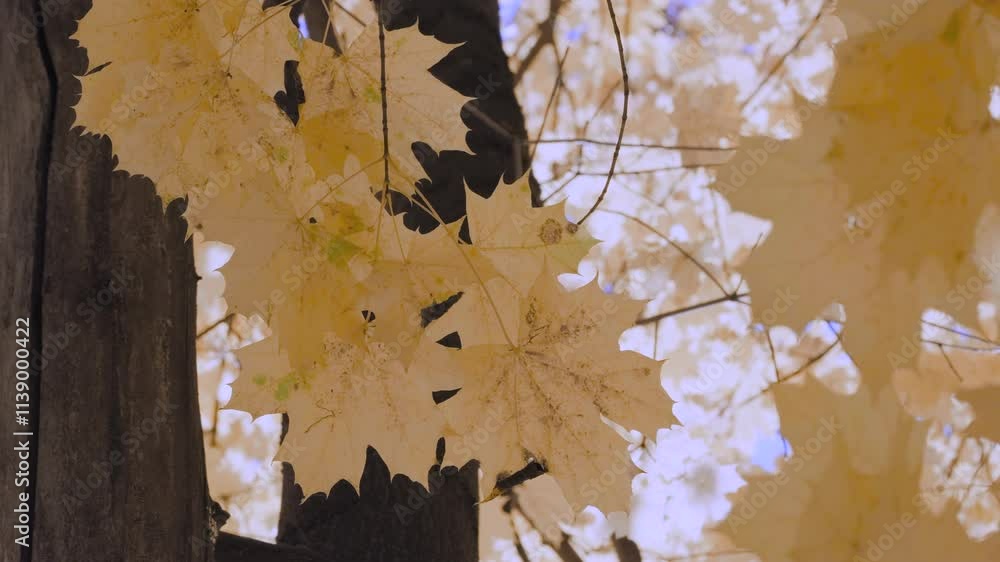 Poster a leaf is hanging from a tree branch. leaf is yellow and has brown spots. autumn background