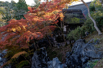 夕日に照らされる寺院の紅葉