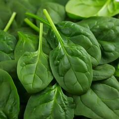 Fototapeta premium Spinach 
