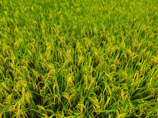 Close up of almost yellow paddy in a large rice field in a beautiful village. background of rice...