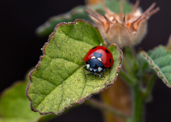 Ladybug on Green Leaf – Macro Nature Photography