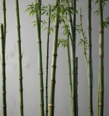 Obraz premium A dramatic shot of multiple bamboo stalks with varying heights on a dark white or grayish-white background, natural, contrasting colors, tall
