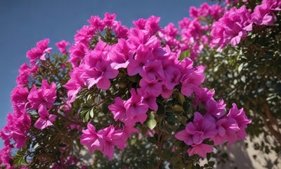 Fototapeta premium A large bougainvillea shrub with bright purple flowers and thorny stems , beauty, vine, flower