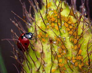 Lady on a milkweed plant with aphids