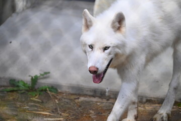 動物園のシンリンオオカミ