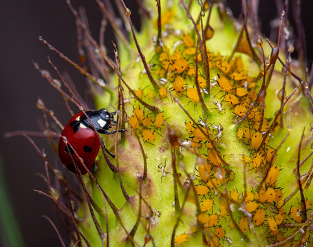 Lady on a milkweed plant with aphids - Powered by Adobe