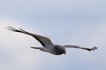 Extremely close view of a male Northern harrier flying in beautiful light, seen in the wild in North California