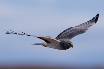 Extremely close view of a male Northern harrier flying in beautiful light, seen in the wild in North California