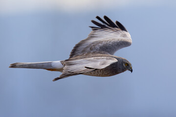 Extremely close view of a male Northern harrier flying in beautiful light, seen in the wild in North California