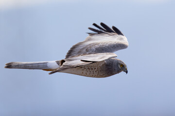 Extremely close view of a male Northern harrier flying in beautiful light, seen in the wild in North California