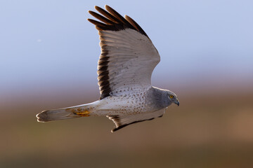 Extremely close view of a male Northern harrier flying in beautiful light, seen in the wild in...
