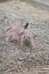 こちらを見るプレーリードッグ