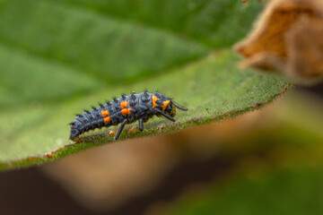 Ladybug Larva on a green leaf