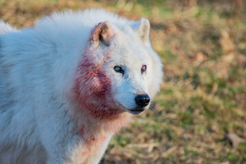 Obraz premium merveilleux loup qui a fini de manger sa proie