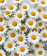 Obraz premium Simple white background with isolated camomile blooms, minimalist, single