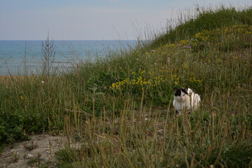 Abandoned cat in nature. Beautiful stray cat among wild plants near to the sea.