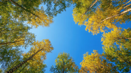 Fototapeta premium vibrant view of autumn trees against clear blue sky, showcasing golden leaves and serene atmosphere. Nature beauty is captured from below, inviting tranquility