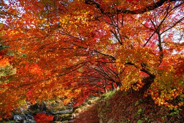 八面山の紅葉