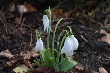 White Flower-21