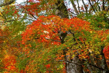 八面山の紅葉