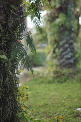 Tree trunk with leaves and blurred green plant background