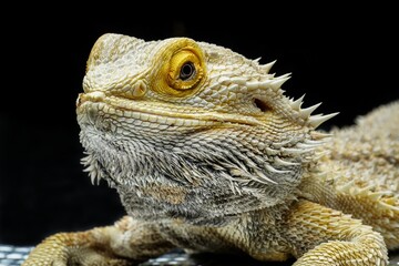 Close up of a Bearded Dragon on black background