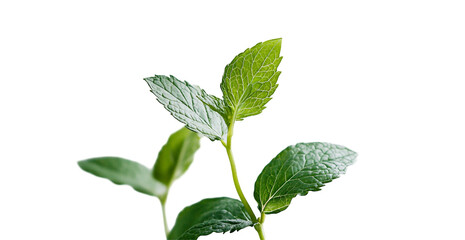 Mint Leaves Freshly Picked and Isolated
