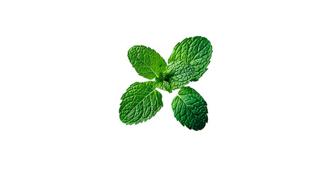 Vibrant Mint Leaf Isolated Close-Up