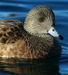 Fototapeta premium Female Wigeon in the Lake