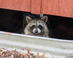 Raccoon (Procyon lotor) Native North American Mammal © Brian Woolman