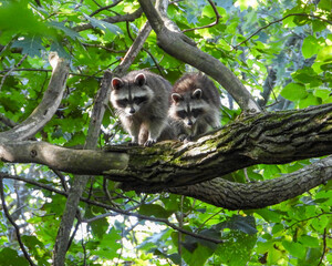 Raccoon (Procyon lotor) Native North American Mammal