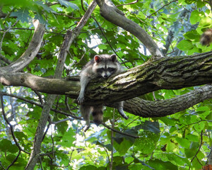 Raccoon (Procyon lotor) Native North American Mammal