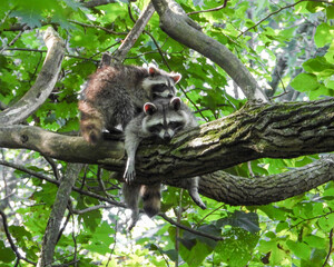 Raccoon (Procyon lotor) Native North American Mammal