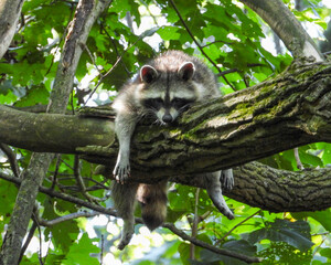 Raccoon (Procyon lotor) Native North American Mammal
